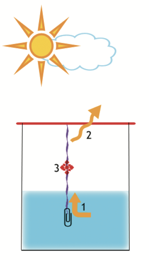 How do salt crystals form?